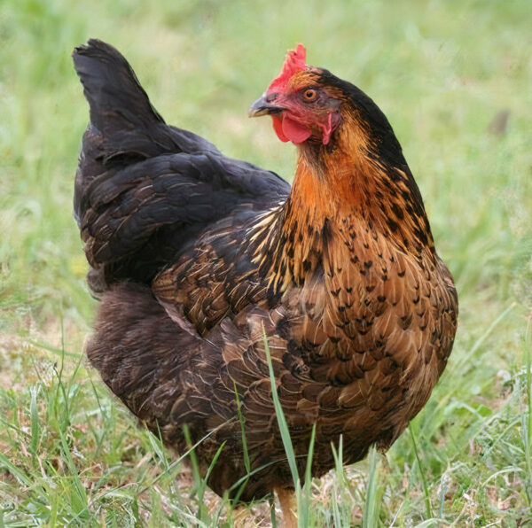 diep belediging semester Zwarte legkip - Moerbeeks Kippenbedrijf