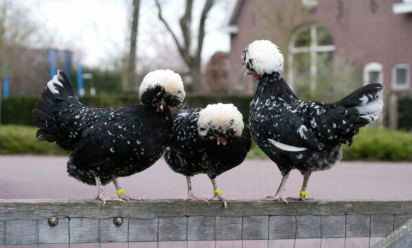 Narabar lof Hijsen Zwarte Witkuifhoen / Hollandse kuifhoen - Moerbeeks Kippenbedrijf