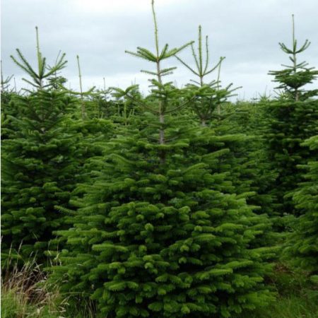 Nordman-fir-real-christmas-trees